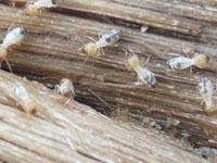 東城白蟻防治公司,專業(yè)、安全、高效_東城白蟻防治公司,專業(yè)、安全、高效價格_東城白蟻防治公司,專業(yè)、安全、高效廠家-勤加緣網(wǎng)【東莞市龍科白蟻害蟲防治】