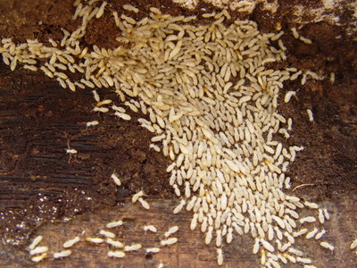 深圳市裝修工程滅白蟻廠家_南山裝修工程滅白聯(lián)系電話