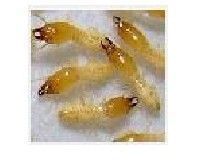 供應(yīng)新都白蟻防治工程13219090295 新都專業(yè)白蟻防治工程_建筑建材_世界工廠網(wǎng)中國產(chǎn)品信息庫