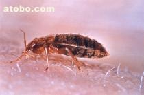 【跳蚤滅殺 吉祥白蟻 滅跳蚤 殺蟲消殺】_ 跳蚤滅殺 吉祥白蟻 滅跳蚤 殺蟲消殺價格 _ 跳蚤滅殺 吉祥白蟻 滅跳蚤 殺蟲消殺廠家 _ 產(chǎn)品庫 - 阿土伯交易網(wǎng)