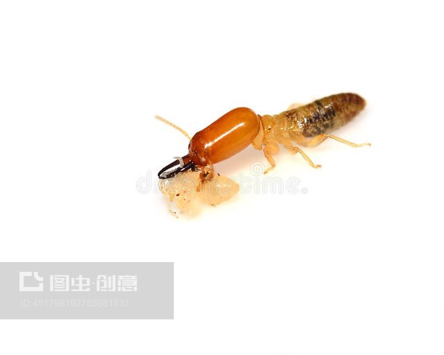 白蟻Termite