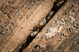 白蟻專題模板-白蟻