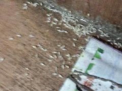 因為專注所以專業(yè) 九江白蟻防治中心 產(chǎn)品詳情