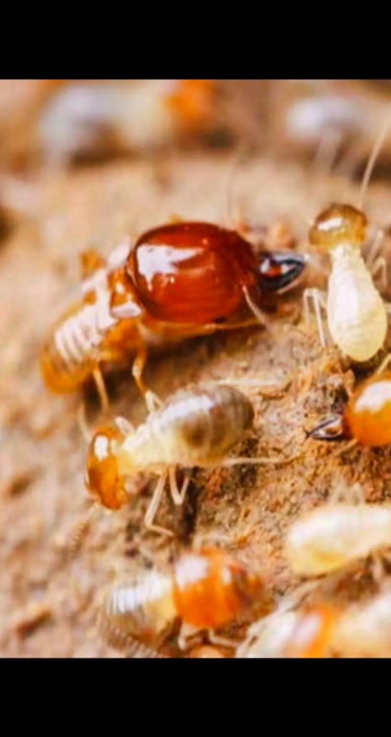 白蟻.白蟻是除人類外,建制最為完全的生物,蟲子很小,它的集團(tuán)