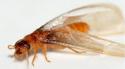 白蟻是什么?壽命長嗎?