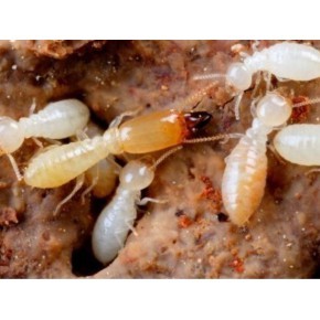 無錫白蟻防治中心,定點白蟻防治機構。