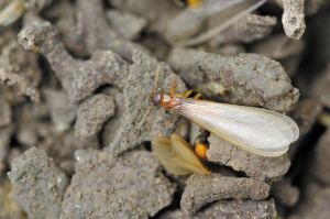 殺蟲滅老鼠報價 廠家