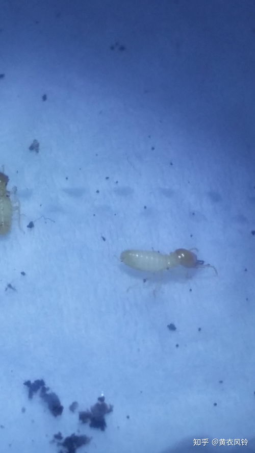 家里突然出現這樣的蟲子,是白蟻還是隱翅蟲