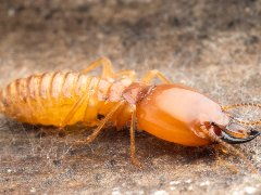 南昌市白蟻防治哪家好,潔鵬安全高效除白蟻 產品詳情