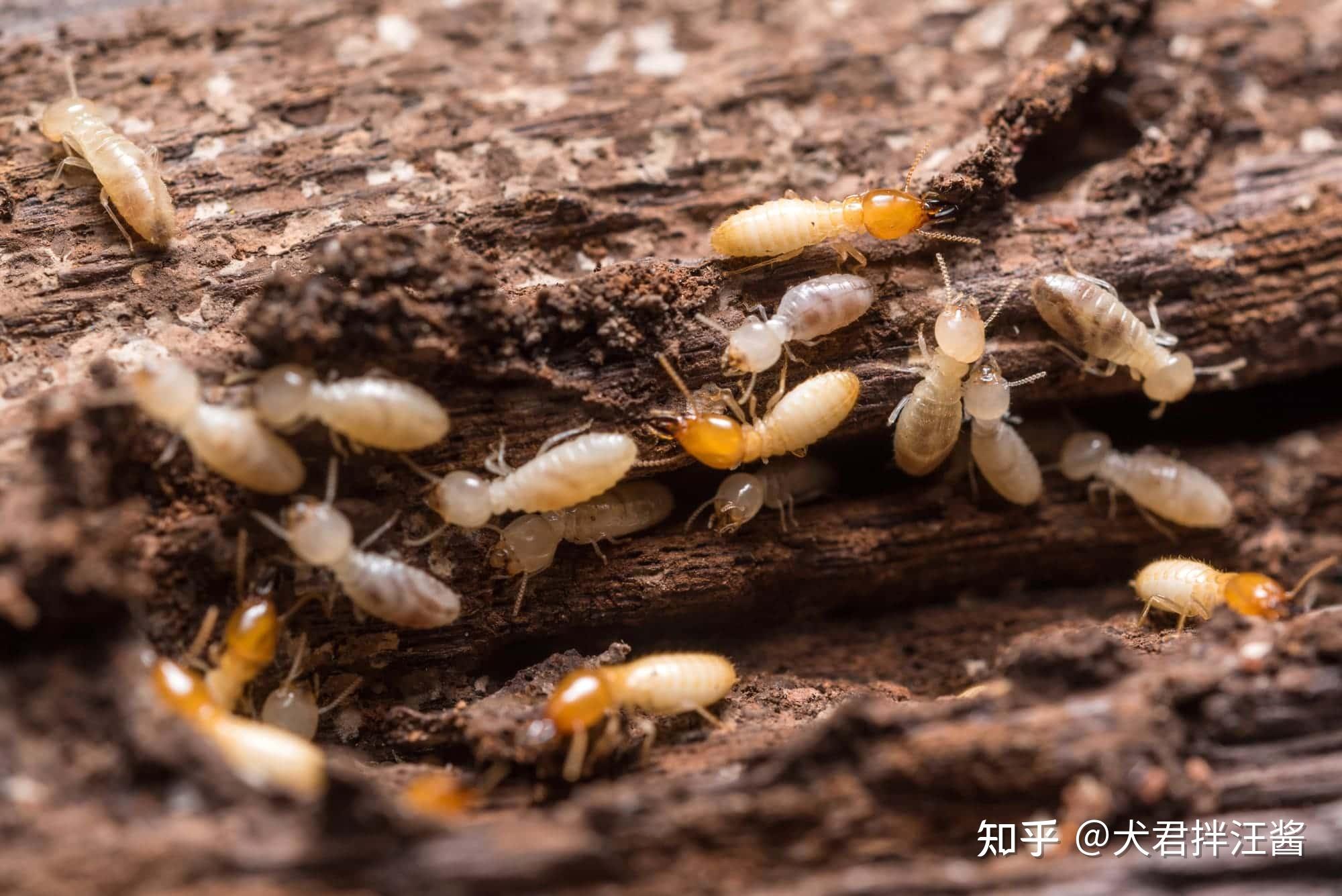 浙江一大壩挖出超百萬只白蟻,三只蟻后已生長十幾年,該如何.