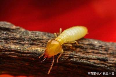 白蟻對溫室氣體的新認識,揭開不為人知的神秘面紗