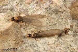 細(xì)頦散白蟻