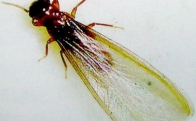 用什么方法防止白蟻給我們?cè)斐傻奈：δ?