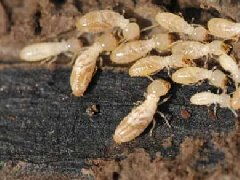 南昌滅白蟻,南昌專業(yè)滅白蟻,南昌專業(yè)殺蟲 產(chǎn)品詳情