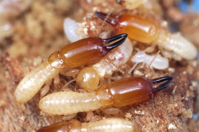 昆蟲中的“活化石”!臺(tái)灣中興大學(xué)師生發(fā)現(xiàn)最新白蟻物種