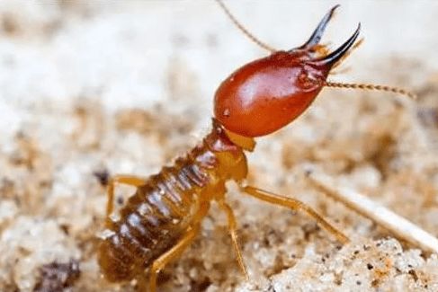 清波蟲控的個(gè)人展示頁