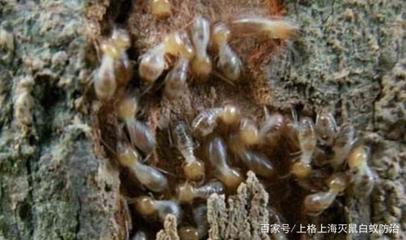 白蟻與光線的關(guān)系-畏光