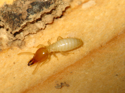 白蟻“遭遇戰(zhàn)”?這套“防蟻”攻略請(qǐng)收好!