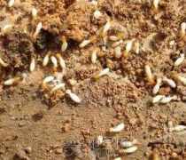 【南昌滅白蟻】南昌滅白蟻?zhàn)钚聢?bào)價(jià)/企業(yè)名錄/熱賣促銷/產(chǎn)品庫(kù) - 阿土伯網(wǎng)移動(dòng)版