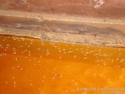 圖片 供應(yīng)博益滅白蟻87275579 博益專業(yè)滅白蟻 福州博益滅白蟻 圖片 慧聰網(wǎng)