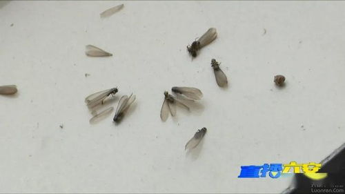 白蟻分飛季到了,六安居民發(fā)現(xiàn)白蟻直接撥打電話3925716,免費(fèi)消殺