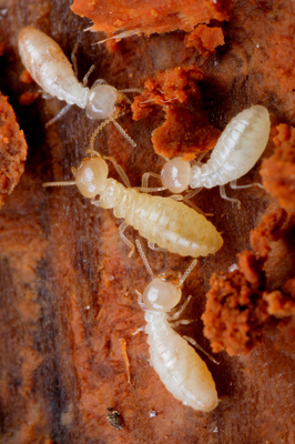 白蟻：等翅目白蟻科的社會性昆蟲探秘