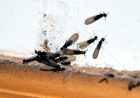 安順滅白蟻公司 專業服務與合理價格解析