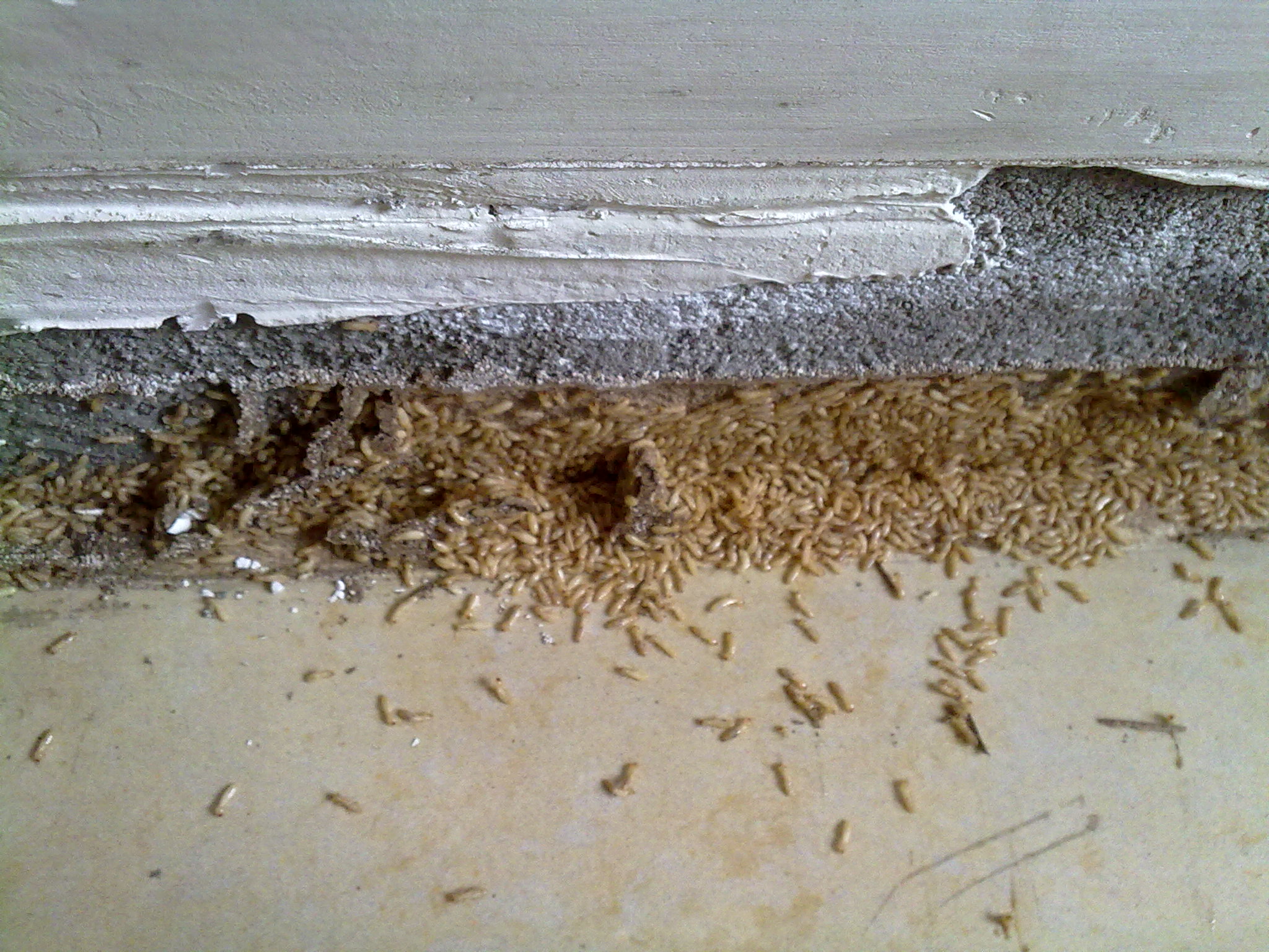 新房子白蟻防治全解析 施工時長、收費價格及專業指導