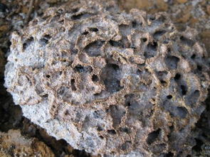 白蟻的天然克星與防治方法