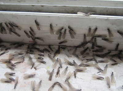 深圳龍崗白蟻防治與臭蟲治理 專業服務解析