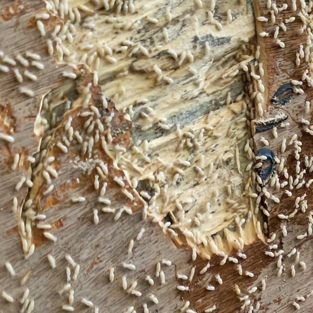 守護住宅安全，專業防治紅火蟻與白蟻