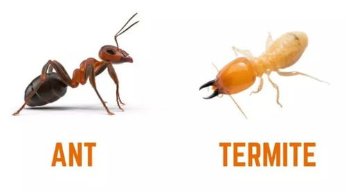 白蟻婚飛 地下的隱秘與天空的喧囂