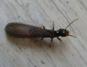 白蟻 看似渺小卻危害巨大的社會性昆蟲